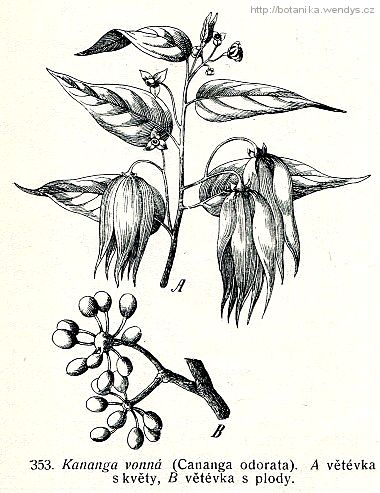 Kananga vonná - Cananga odorata