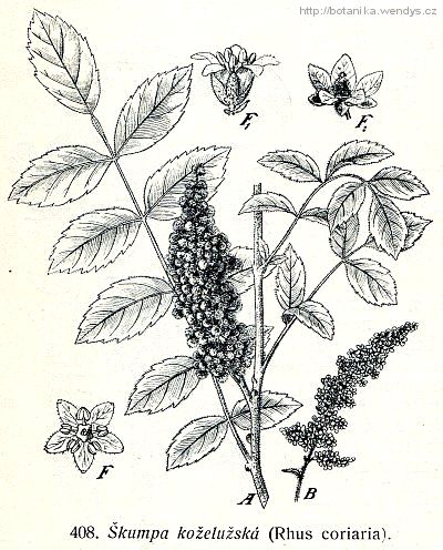 Škumpa koželužská - Rhus coriaria