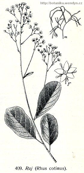 Škumpa koželužská - Rhus coriaria